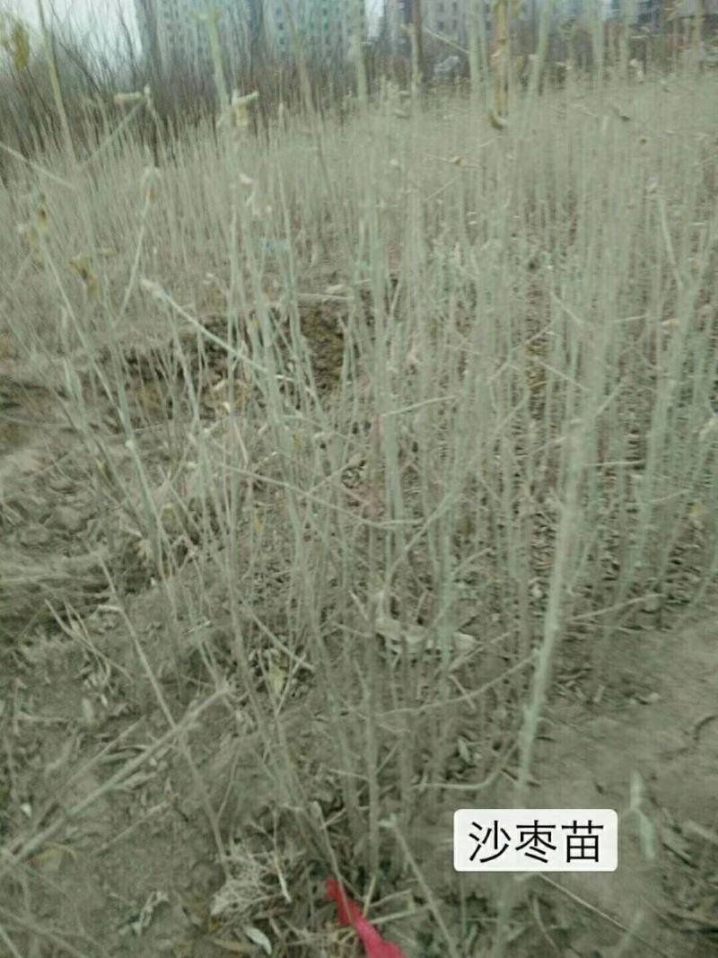沙枣苗二年生，一年生优质苗木