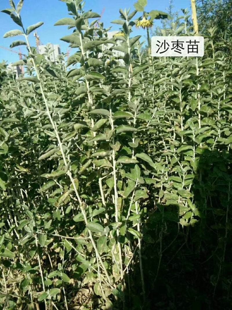 沙枣苗二年生，一年生优质苗木