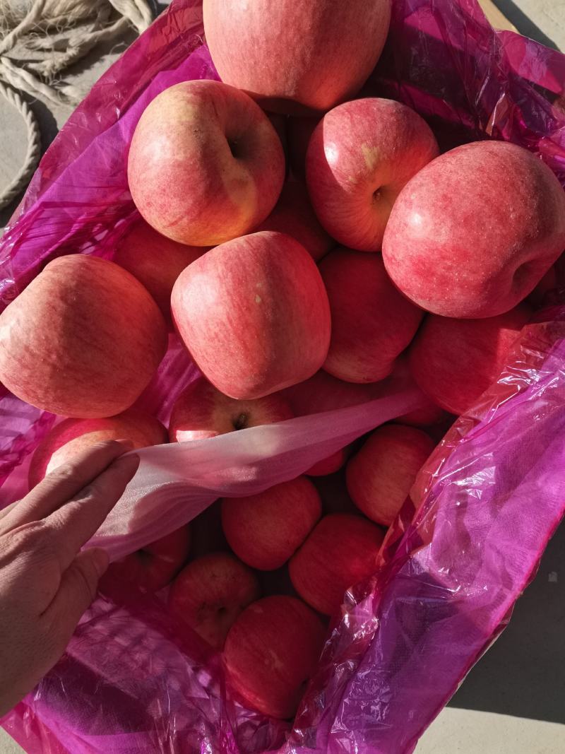 绥中寒富苹果，代购