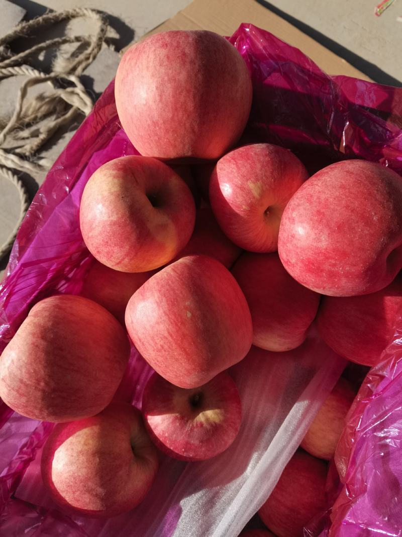 绥中寒富苹果，代购