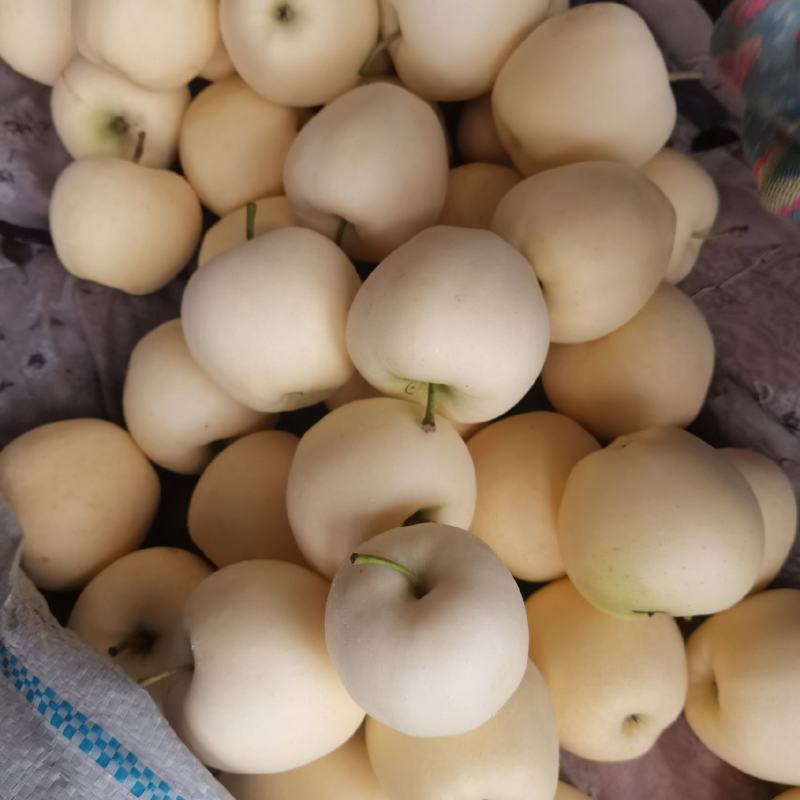 绥中黄元帅苹果，代购