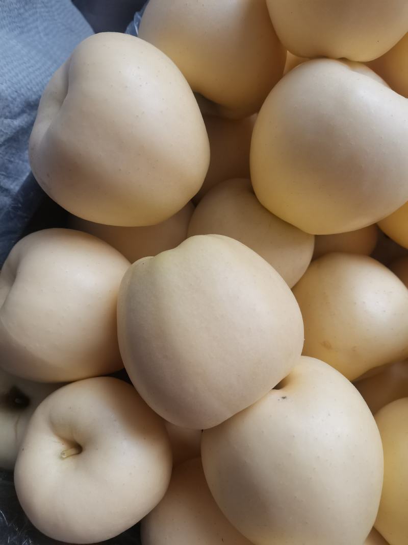 绥中黄元帅苹果，代购