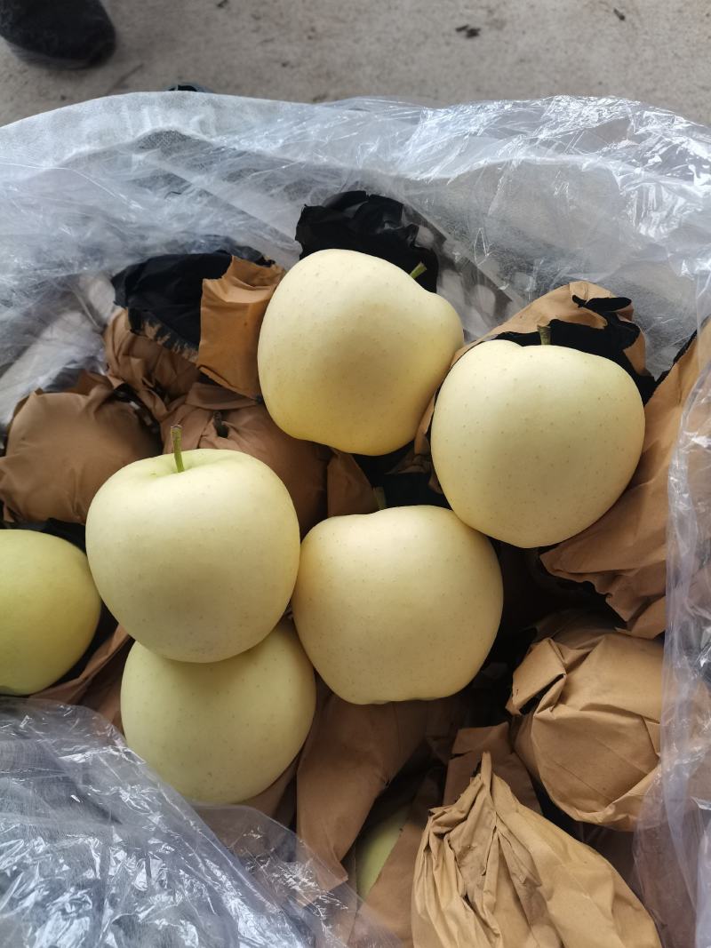 绥中黄元帅苹果，代购