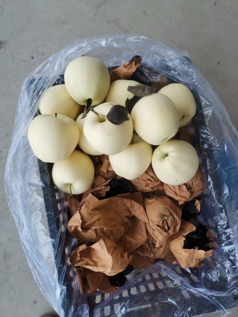 绥中黄元帅苹果，代购
