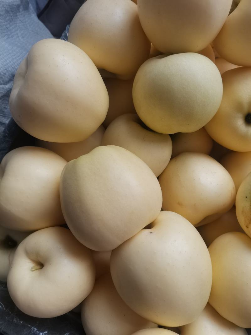 绥中黄元帅苹果，代购