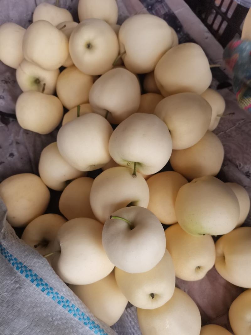 绥中黄元帅苹果，代购