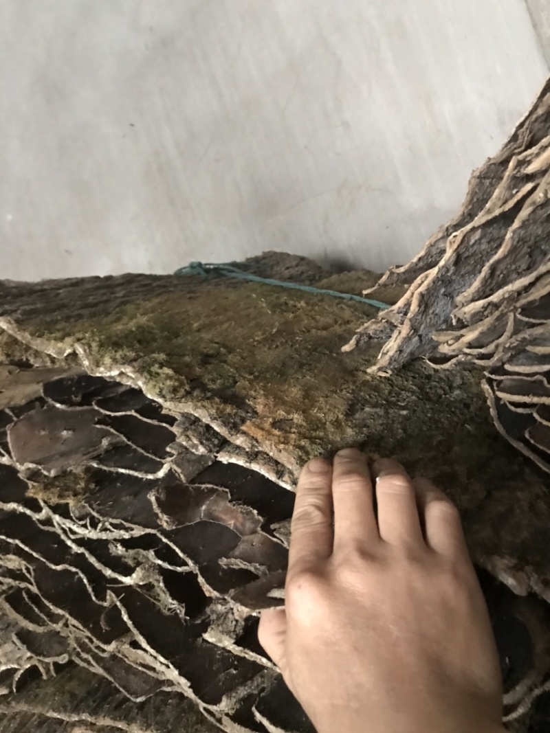 杜仲皮干货湖北中药材杜仲树皮丝绵树皮皮