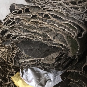 杜仲皮干货湖北中药材杜仲树皮丝绵树皮皮