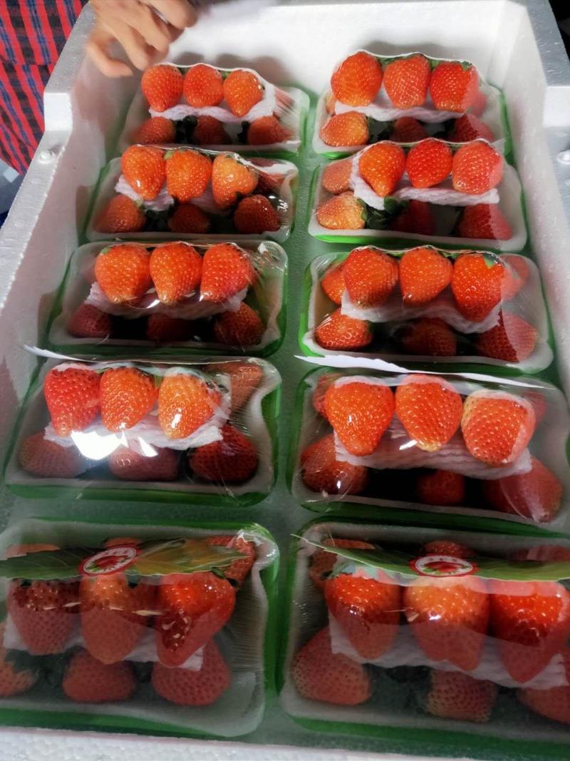 草莓速冻果，罐头果，果汁果，大量供应，保质保量，欢迎合作