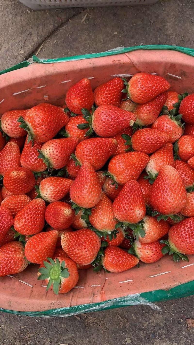 草莓速冻果，罐头果，果汁果，大量供应，保质保量，欢迎合作