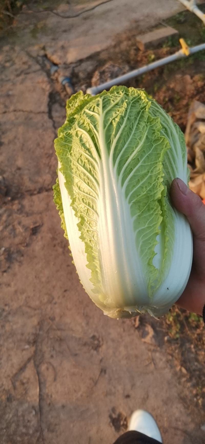 黄心白菜白心白菜