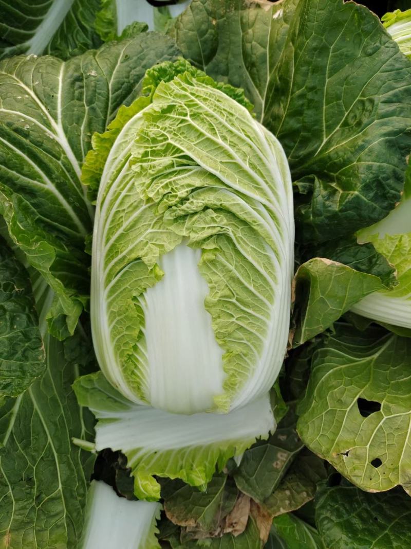 黄心白菜白心白菜