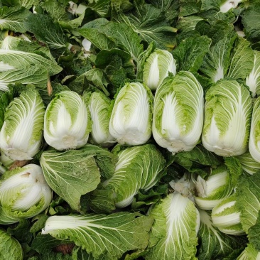 黄心白菜白心白菜