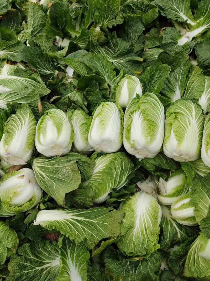 黄心白菜白心白菜