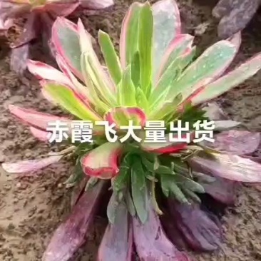 多肉植物法师巫毒砍头品种多多量大从优