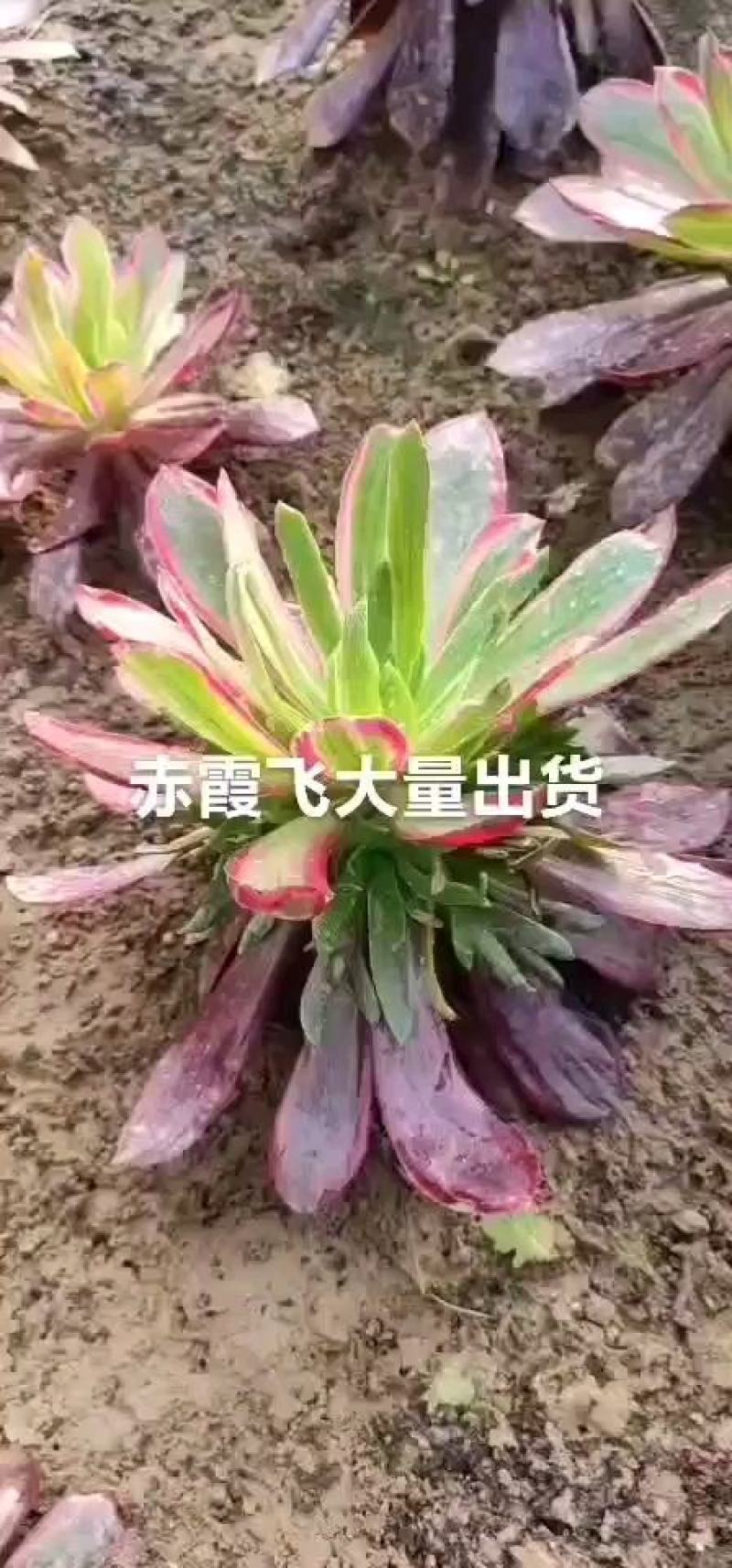 多肉植物法师巫毒砍头品种多多量大从优