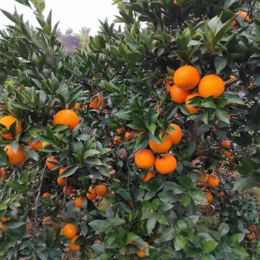 秭归脐橙