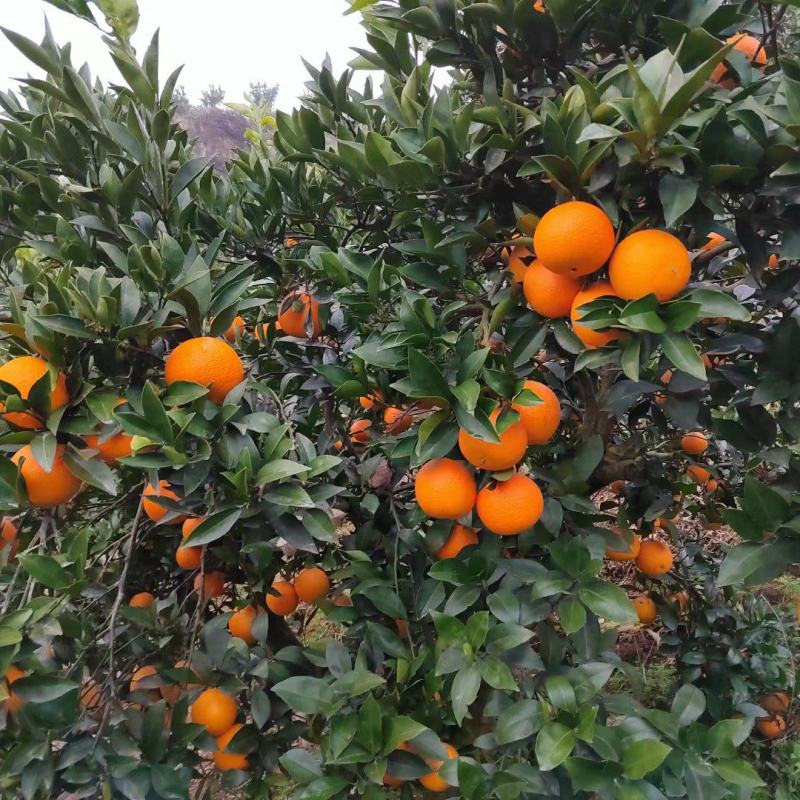 秭归脐橙
