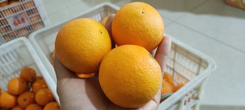 秭归脐橙