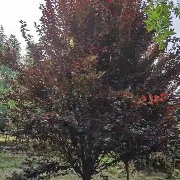紫叶李新农村建设用房地产绿化公园绿化植树造林行道风景