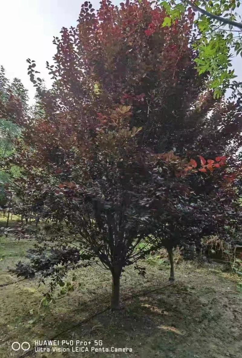 紫叶李新农村建设用房地产绿化公园绿化植树造林行道风景