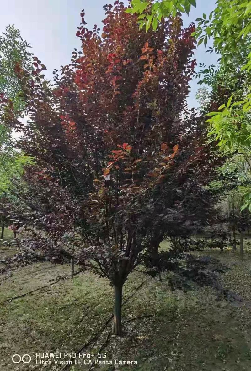 紫叶李新农村建设用房地产绿化公园绿化植树造林行道风景