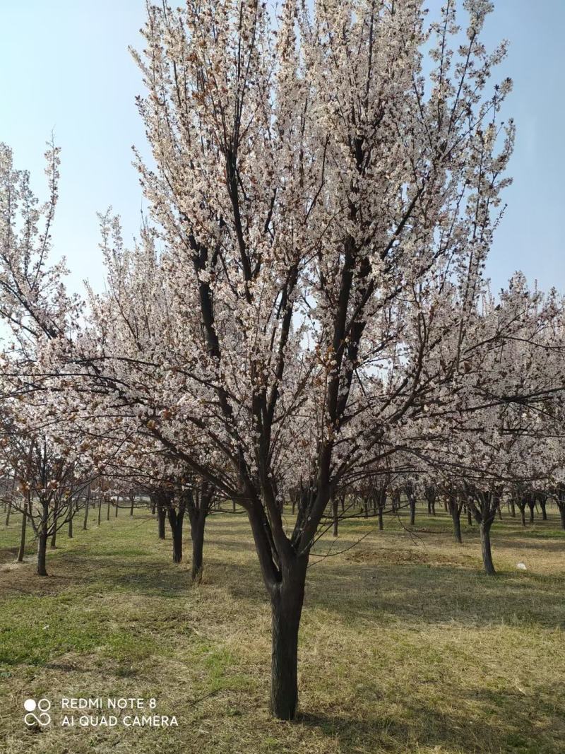 紫叶李新农村建设用房地产绿化公园绿化植树造林行道风景