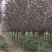紫叶李新农村建设用房地产绿化公园绿化植树造林行道风景