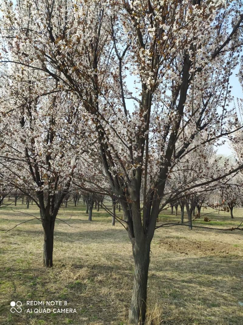 紫叶李新农村建设用房地产绿化公园绿化植树造林行道风景