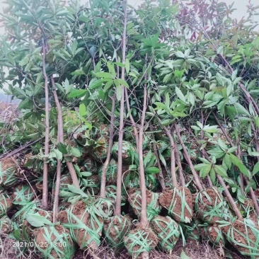木荷行道风景新农村建设用苗房地产绿化公园绿化植树造林市政