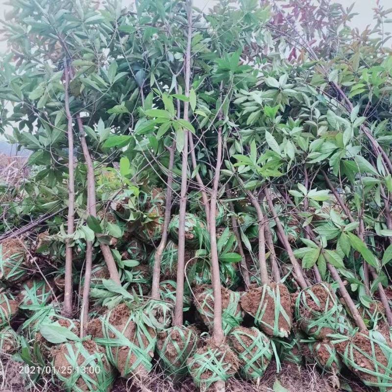 木荷行道风景新农村建设用苗房地产绿化公园绿化植树造林市政