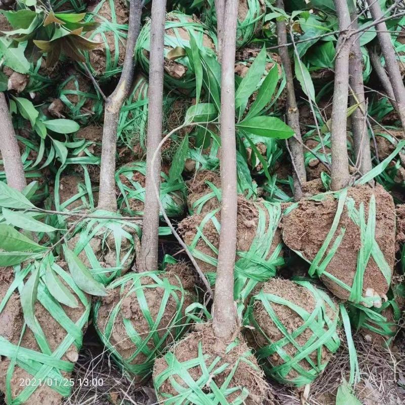 木荷行道风景新农村建设用苗房地产绿化公园绿化植树造林市政