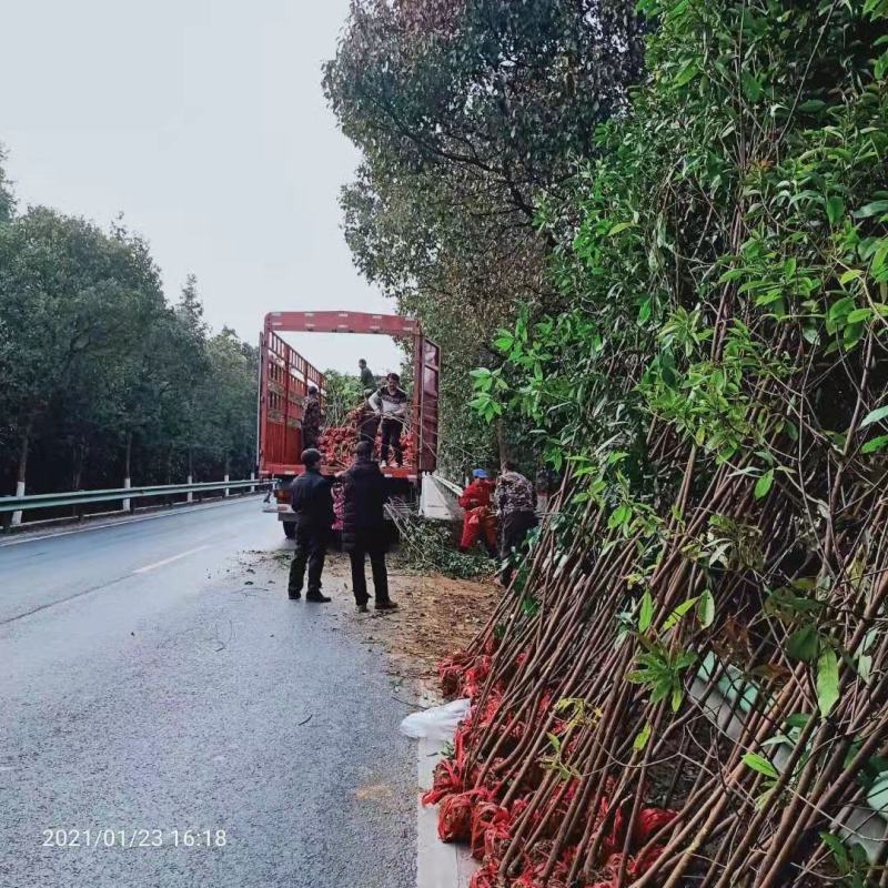 木荷行道风景新农村建设用苗房地产绿化公园绿化植树造林市政