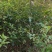 木荷行道风景新农村建设用苗房地产绿化公园绿化植树造林市政