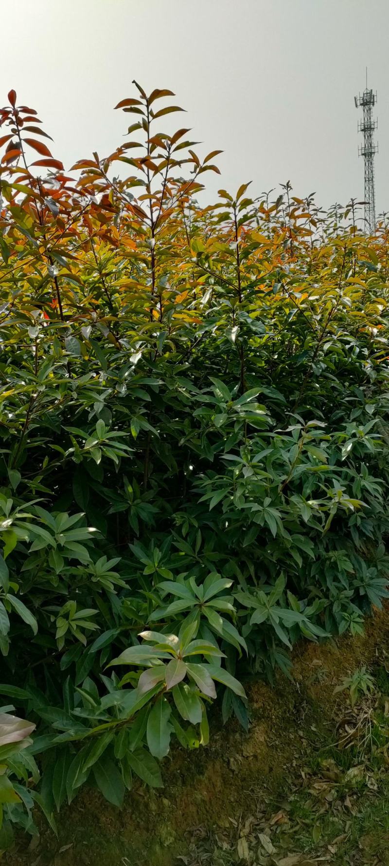 木荷行道风景新农村建设用苗房地产绿化公园绿化植树造林市政