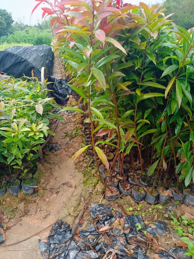 木荷行道风景新农村建设用苗房地产绿化公园绿化植树造林市政