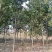 木荷行道风景新农村建设用苗房地产绿化公园绿化植树造林市政