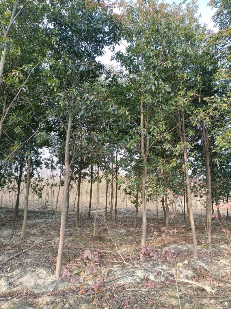 木荷行道风景新农村建设用苗房地产绿化公园绿化植树造林市政