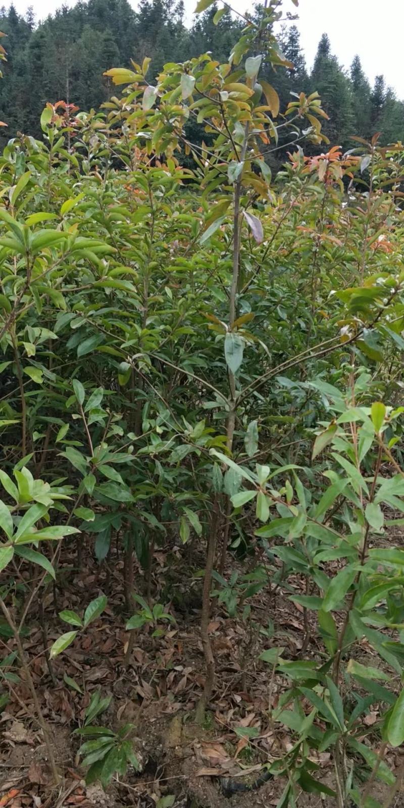 木荷行道风景新农村建设用苗房地产绿化公园绿化植树造林市政