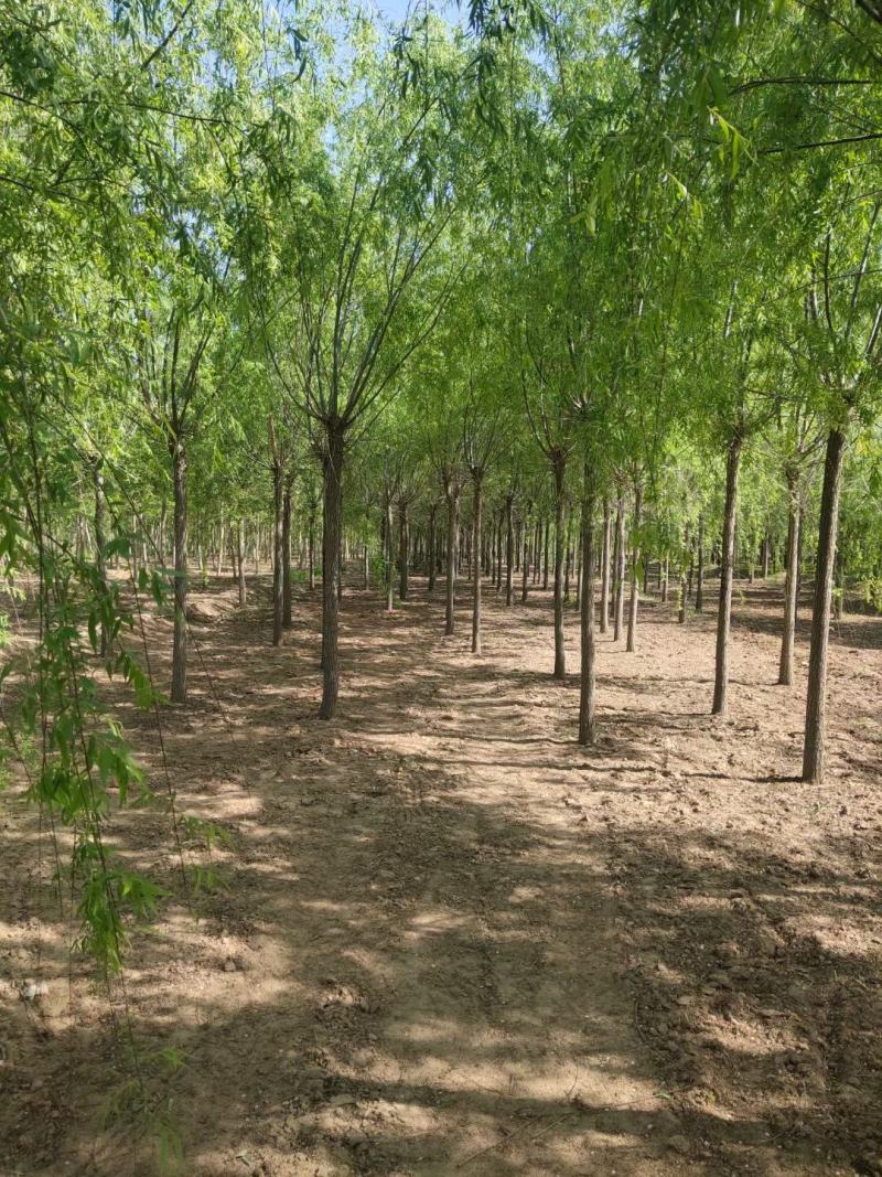 垂柳行道风景新农村建设用苗房地产绿化公园绿化植树造林占地