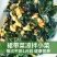 盐渍裙带菜干货特级5斤即食麻辣烫火锅新鲜嫩芽凉拌海