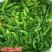 小黄瓜咸菜脆嫩黄瓜咸菜正宗东北手工自家盐渍黄瓜包邮