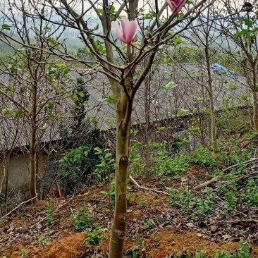 紫玉兰行道风景新农村建设用苗房地产绿化公园绿化植树造林占