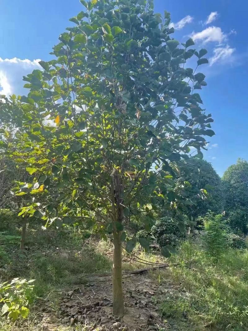 紫玉兰行道风景新农村建设用苗房地产绿化公园绿化植树造林占