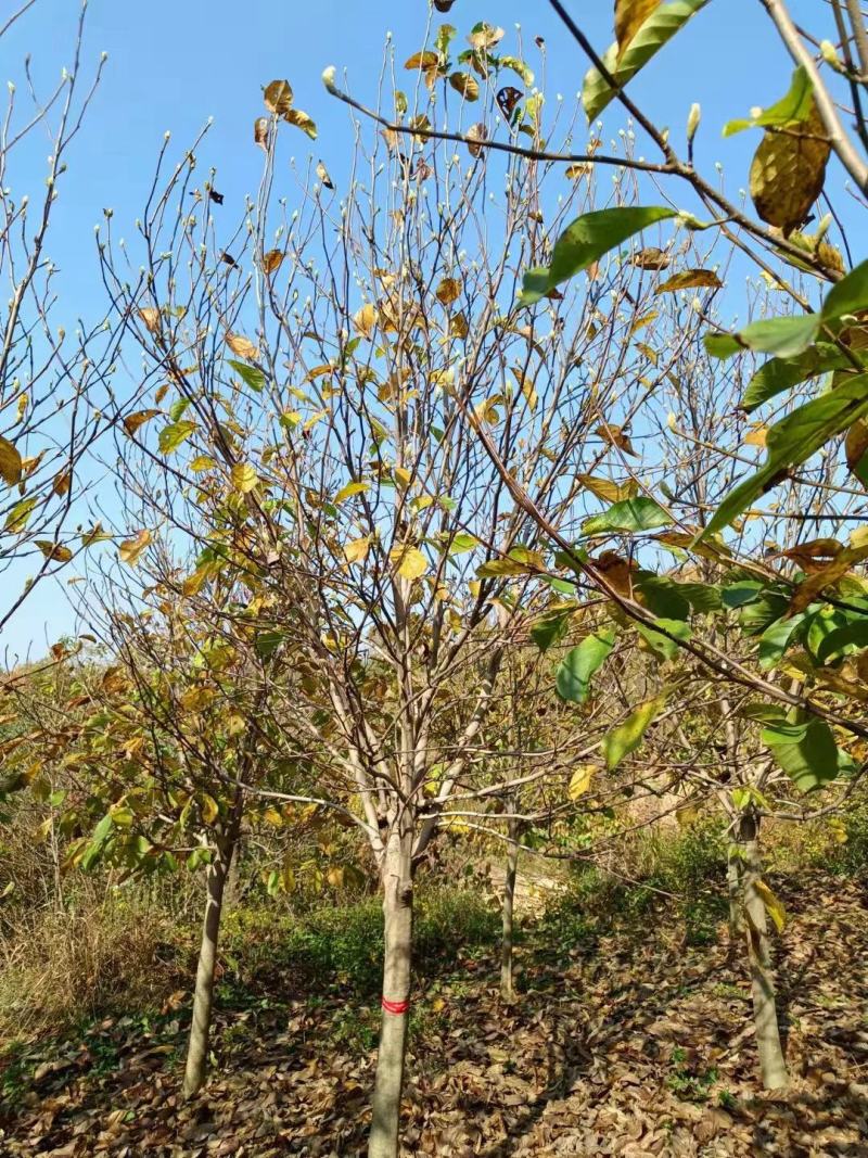 紫玉兰行道风景新农村建设用苗房地产绿化公园绿化植树造林占