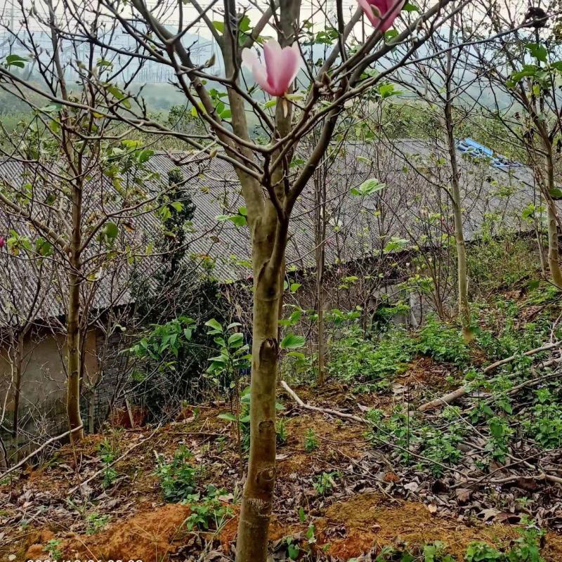 紫玉兰行道风景新农村建设用苗房地产绿化公园绿化植树造林占