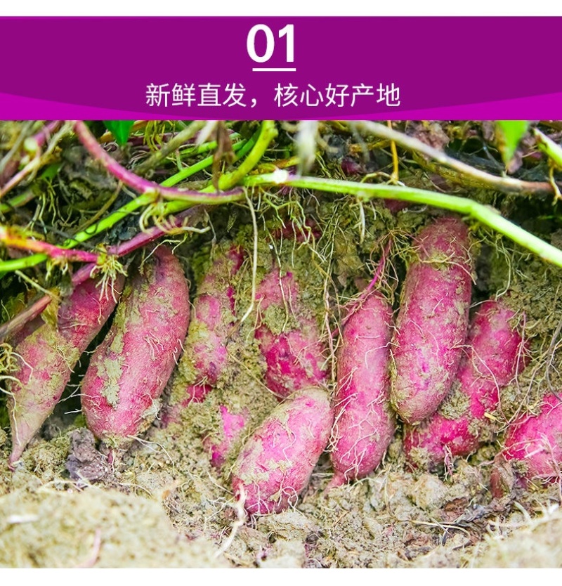 【香甜粉糯】广西沙地新鲜紫薯番薯蜜薯地瓜蔬菜批发5斤9斤