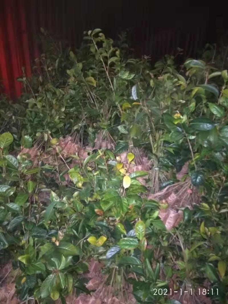 红花油差公园绿化植树造林市政工程行道风景新农村建设用苗房