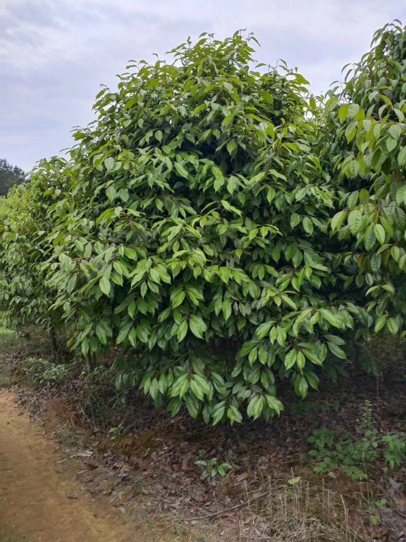 红花油差公园绿化植树造林市政工程行道风景新农村建设用苗房