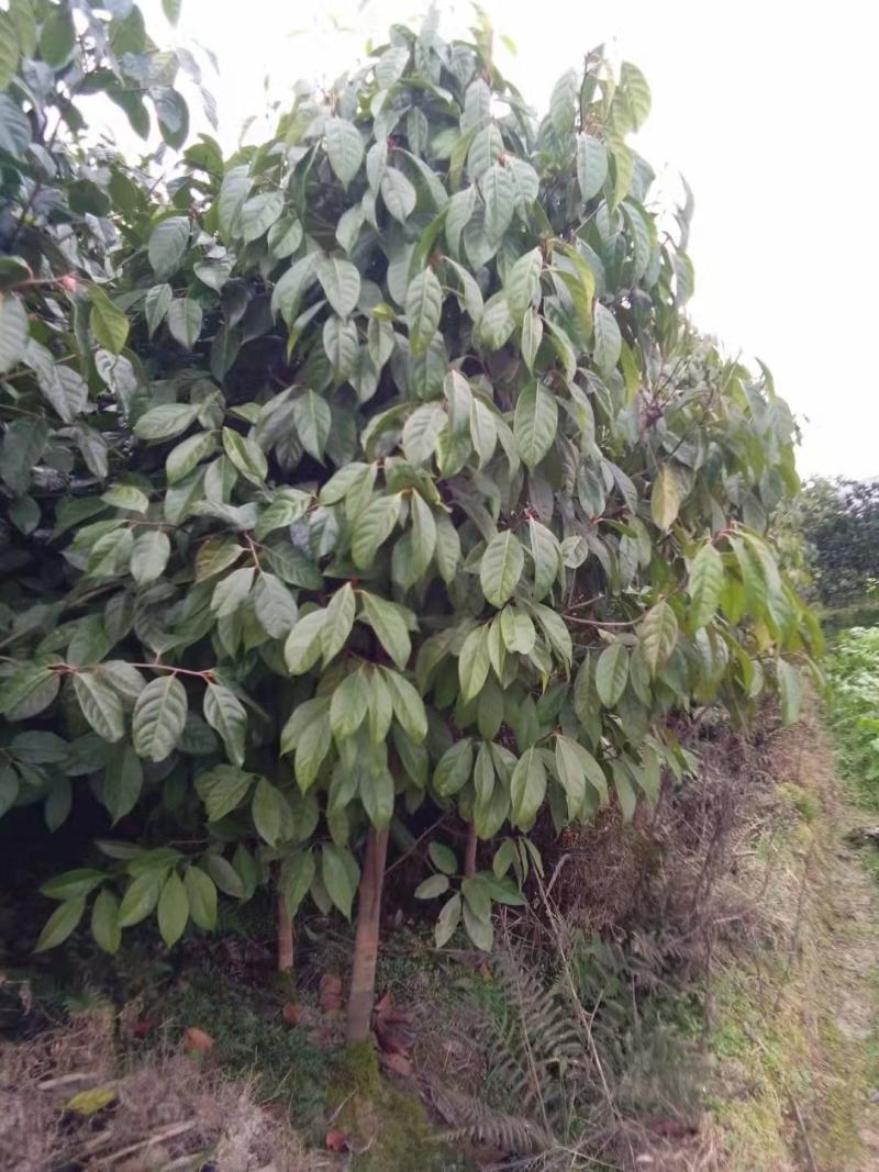 红花油差公园绿化植树造林市政工程行道风景新农村建设用苗房
